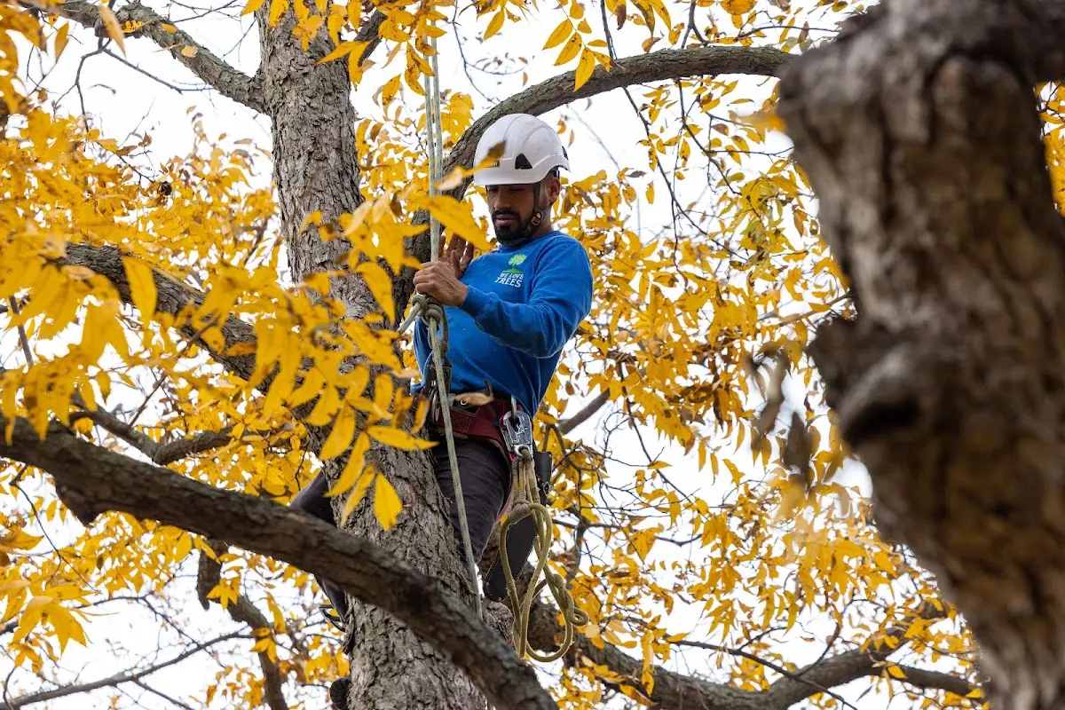 Skilled Tree Trimming crew working in Comstock
